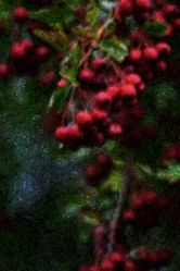 Winter_Berries_1_WEB.jpg
