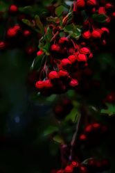 Winter_Berries_3_WEB.jpg