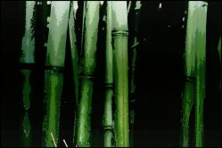 bamboo_forrest_WEB.jpg