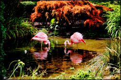 flamingo_feedingWEB.jpg